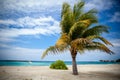 Palm tree in harbor Royalty Free Stock Photo