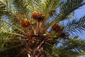 Bottom palm tree view with flowers on the blue sky