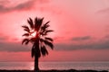 Palm tree, heavy dramatic clouds and bright sky. Royalty Free Stock Photo