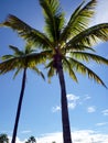 Palm tree highlights