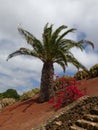 Palm Tree On Hillside, Lanzarote Royalty Free Stock Photo
