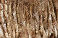 Palm Tree hirsute bark texture Royalty Free Stock Photo