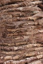 Palm Tree hirsute bark texture Royalty Free Stock Photo