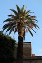 Palm tree in the historic center of Palermo in Italy