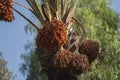 A palm tree holds dates Royalty Free Stock Photo