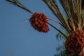 A palm tree holds dates Royalty Free Stock Photo