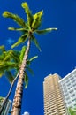 Palm Tree and hotel at Waikiki beach in Honolulu, Hawaii Royalty Free Stock Photo