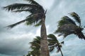 Palm tree at hurricane windstorm. Strong wind make palm leaf heavy blow follow wind direction Royalty Free Stock Photo