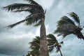 Palm tree at hurricane windstorm. Strong wind make palm leaf heavy blow follow wind direction