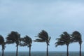 Palm tree at hurricane windstorm. Strong wind make palm leaf heavy blow follow wind direction Royalty Free Stock Photo