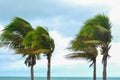 Palm tree at hurricane windstorm. Strong wind make palm leaf heavy blow follow wind direction Royalty Free Stock Photo