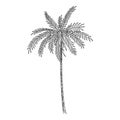 Palm tree icon, hand drawn and outline style