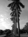 Palm Tree