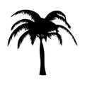 Palm tree isolate on white background