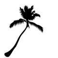 Palm tree isolate on white background