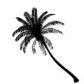 Palm tree isolate on white background