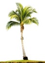 Palm tree isolated Royalty Free Stock Photo