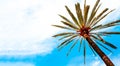 Palm tree isolated against sunny blue sky panoramic tropical travel Summer holiday background Royalty Free Stock Photo