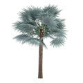 Palm tree isolated. Bismarckia Nobilis