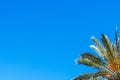 palm tree isolated on blue sky background.beautiful summer landscape with place for inscriptio Royalty Free Stock Photo