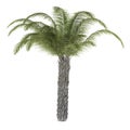 Palm tree isolated. Butia Capitata