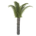 Palm tree isolated. Butia Capitata