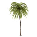 Palm tree isolated. Cocos Nucifera