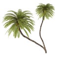 Palm tree isolated. Cocos Nucifera