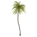 Palm tree isolated. Cocos Nucifera