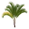 Palm tree isolated. Dypsis decaryi