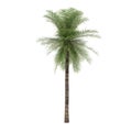 Palm tree isolated. Elaeis Guineensis