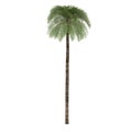 Palm tree isolated. Elaeis Guineensis