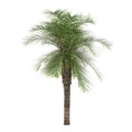 Palm tree isolated. Elaeis Guineensis