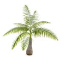 Palm tree isolated. Hyophorbe Lagenicaulis