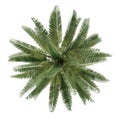 Palm tree isolated. Jubaea chilensis top view Royalty Free Stock Photo