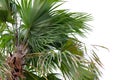 Palm tree isolated on no background. Royalty Free Stock Photo