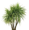 Palm tree, isolated Royalty Free Stock Photo