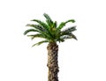 Palm tree isolated Royalty Free Stock Photo