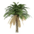 Palm tree isolated. Phoenix Canariensis