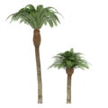 Palm tree isolated. Phoenix Canariensis