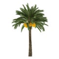 Palm tree isolated. Phoenix dactylifera