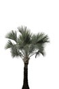 Palm tree isolated stan alone