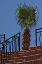 palm tree on the top of the amphitheater on the background of the steps with black metal railings