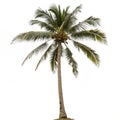 Palm Tree isolated on transparent background Royalty Free Stock Photo