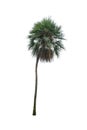 Chinese palm isolated Royalty Free Stock Photo