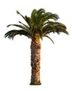 Palm tree isolated on white Royalty Free Stock Photo