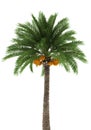 Palm tree isolated on white background