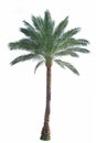 Palm tree Royalty Free Stock Photo