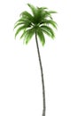 Palm tree isolated on white background Royalty Free Stock Photo