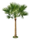 Palm tree Royalty Free Stock Photo